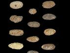 Lot: Fossil Seed Cones (Or Aggregate Fruits) - Pieces #148856-1